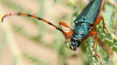 Litopus latipes dispar