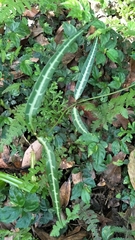 Gardneria multiflora