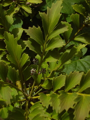 Phyllocladus