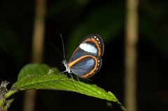 Oleria estella estella