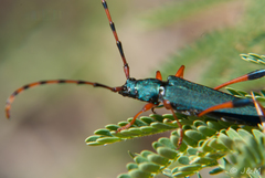 Litopus latipes dispar