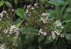 Brachyglottis hectorii