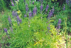 Lupinus caudatus