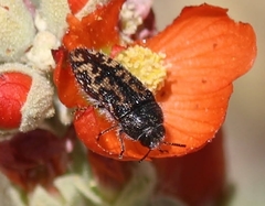 Acmaeodera sphaeralceae