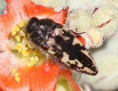 Acmaeodera cuneata
