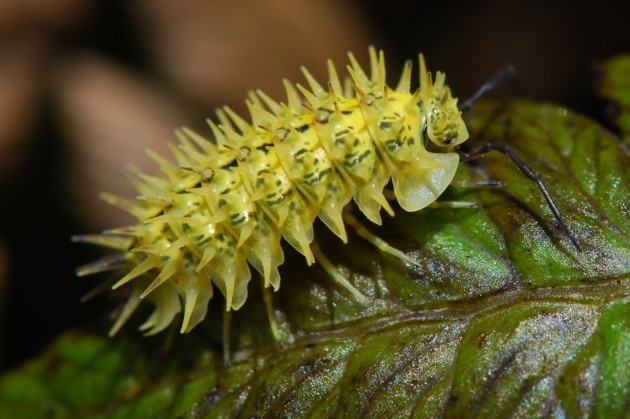 Pseudolaureola