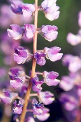 Lupinus caudatus
