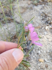 Clarkia biloba brandegeeae