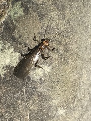 Hesperoperla pacifica