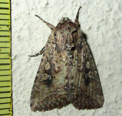 Mythimna languida