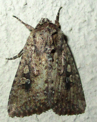 Mythimna languida