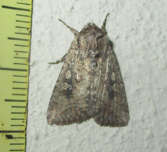 Mythimna languida