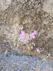 Clarkia biloba brandegeeae
