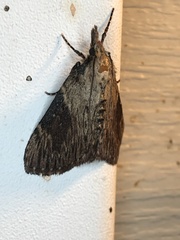Omphalocera cariosa