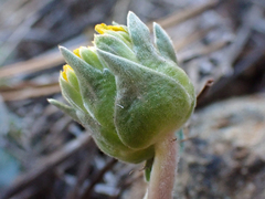Balsamorhiza sericea