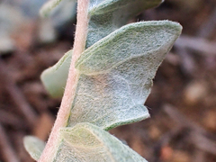 Balsamorhiza sericea