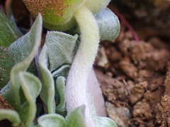 Balsamorhiza sericea
