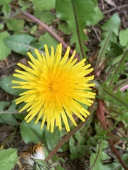 Taraxacum officinale