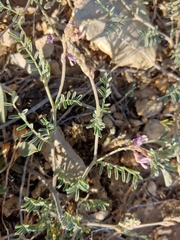 Astragalus gracilis