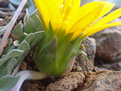 Balsamorhiza sericea