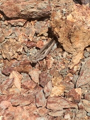 Aiolopus thalassinus dubius