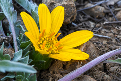 Balsamorhiza sericea