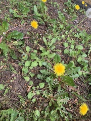 Taraxacum officinale