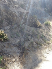 Clarkia biloba brandegeeae