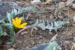 Balsamorhiza sericea