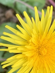 Taraxacum officinale