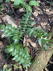 Adiantum argutum