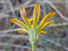 Microseris nutans