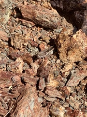 Aiolopus thalassinus dubius