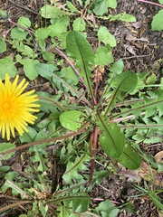 Taraxacum officinale