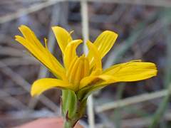 Microseris nutans