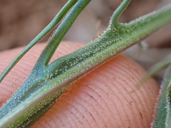 Microseris nutans