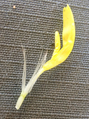 Microseris nutans