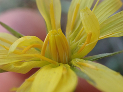 Microseris nutans