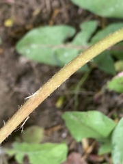 Taraxacum officinale