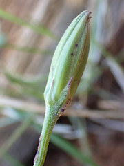Microseris nutans