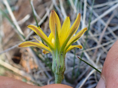 Microseris nutans