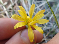 Microseris nutans