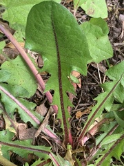 Taraxacum officinale