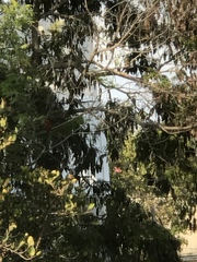 Piranga rubra