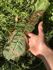 Pegomya bicolor