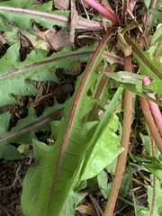 Taraxacum officinale