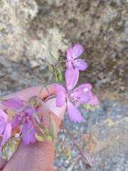 Clarkia biloba brandegeeae