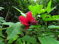 Hibiscus uncinellus