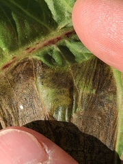 Pegomya bicolor