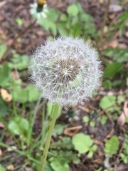 Taraxacum officinale